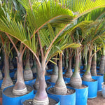 Palm Tree Live Plant Indoor Outdoor, Rare Succulent Palm Houseplant for Indoor or Outdoor Growing, 1 Gallon Pot, Bottle