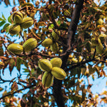 4 Hardy Pecan Tree Live Plant Bare Roots, 12 to 20 Inc Tall, Pecan Live Plant Bare Root Gardening