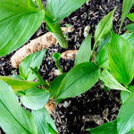 3 Ginger Curcuma Turmeric Plants Live 5-9 Inch Height, Ginger Plant Live for Growing