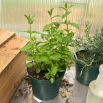 Set of 2 Strawberry Mint Plants Live 4-6 Inches, Perennial Mint Plants, Fragrant Herbs for Growing Outdoor Indoor