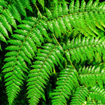 20 Hay Scented Fern Rhizomes for Planting, Fern Roots Outdoor