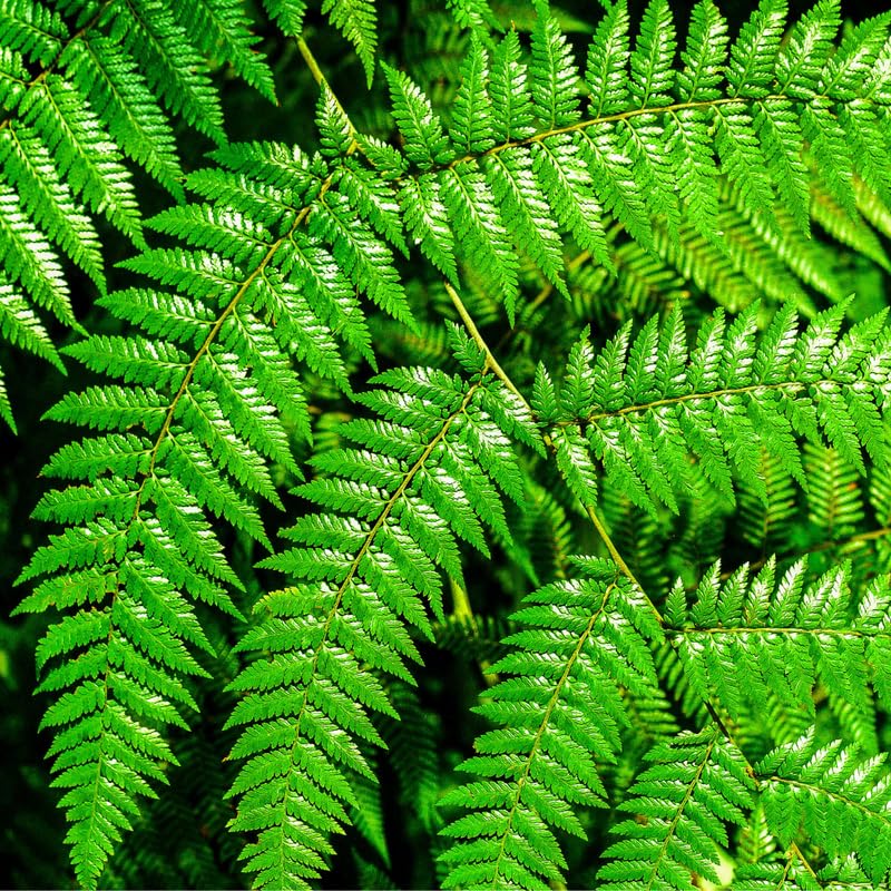 20 Hay Scented Fern Rhizomes for Planting, Fern Roots Outdoor