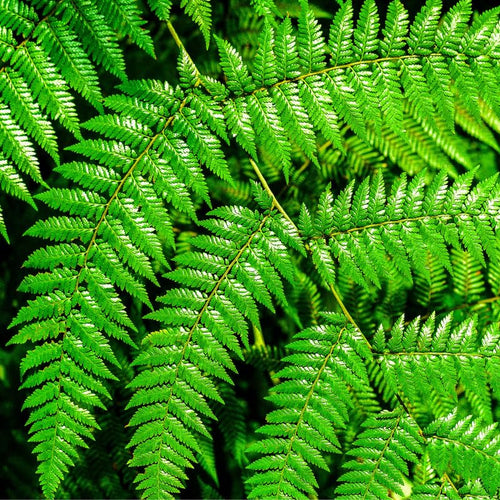 20 Hay Scented Fern Rhizomes for Planting, Fern Roots Outdoor