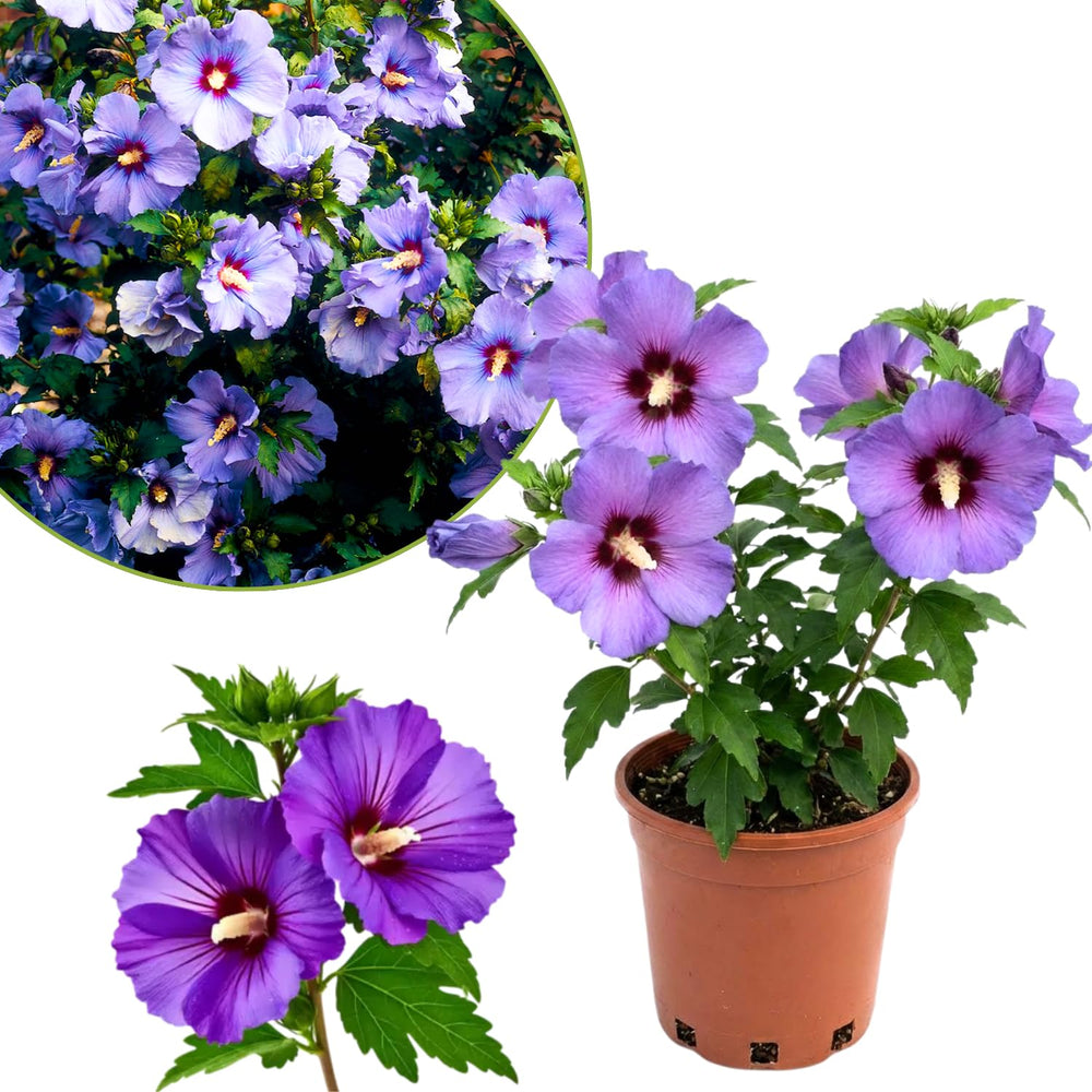 1 Rose of Sharon Plant Live, in Pot, Althea Hibiscus Syriacus Flowers 6 to 14 Inch Tall (Purple Rose of Sharon)