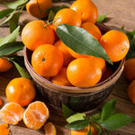 Live Seedless Mandarin Orange Tree, 1 to 2 Feet Tall, Sweet Citrus Tree for Container or Backyard Garden Growing