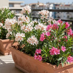 Pack of 2 Mix Oleander Plant Live, Multicolor Oleander Live Plant, 5 to 7 Inches Tall, Flowering Ornamental Shrub, Easy Care Outdoor Plant