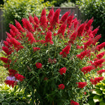 Butterfly Bush Plant Live, Perennial Buddleia Bushes Ready to Grow Outdoor 4-8 Inches (Red Buddleia)