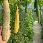 Loofah Plant Live, Luffa Plant Live, 4-6 Inc Tall, Trailing Luffa Live Plant for Backyard Garden, Trellis, 2 Plants in 4 Inc Pot