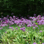 3 Allium Bulbs for Planting, Allium Gladiator Bulbs, Purple Blooming Onion Flowering Perennial for Spring and Summer Garden