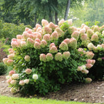 2 Hydrangea Plant Live, Hardy Hydrangea Bush Shrub for Outdoor Garden Planting, Bare Roots Dormant 6-12 Inch (Pink White Hydrangea)