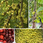 Star Gooseberry Plants Live 1 to 1.5 Feet Tall in 1 Gallon Pot, Gooseberry Bush Live Plants, Perennial Fruit Plant for Outdoor Growing