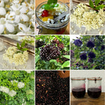 2 Elderberry Plants Live, 5-9" Black American Elderberry Bush Tree Plants Live for Planting, Dormant, Bareroots Cold Hardy Spring Planting