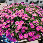 Aster Plants Live, Asters Perennial Live Plants, Vibrant Pink Blooms, 5 to 7 Inches Tall, Ideal for Indoor Outdoor Gardening