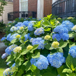 2 Hydrangea Plant Live, Hardy Hydrangea Bush Shrub for Outdoor Garden Planting, Bare Roots Dormant 6-12 Inch (Blue Hydrangea)