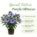 Purple Hibiscus Plant for Outdoor Planting, Hardy Hibiscus Flowers Colorful Blooms, Hibiscus Plant for Grow, 5-7'' Tall