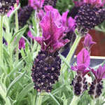 French Lavender Plants Live, Size 5-9" in Tall, Purple and Fragrant Lavender Bush for Indoor Outdoor Growing, Spring Bloom
