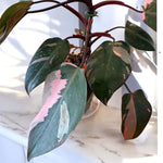 Philodendron Prince of Pink Philodendron Houseplant, 4-9" Tall, No Pot, Tropical Indoor Houseplant