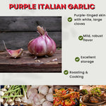 1 Pound Garlic for Planting in Fall Hardneck, 5-6 Purple Garlic Bulbs for Planting, Fresh and High Yield Bulb Variety Pack, Hardy and Fast Growing