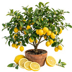 Live Grafted Meyer Lemon Tree Plant, 2 Feet Tall, Fragrant Citrus Tree, Fragrant Yellow Fruit Plant for Indoor or Outdoor Growing