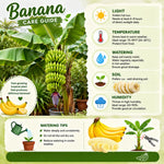 Dwarf Cavendish Banana Tree Live Plant, Outdoor Garden Tree, 6-10 Inch Tall