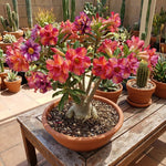 3 Mixed Desert Rose Plants Live, 4-7 Inches Tall, Colorful Adenium Succulent Flowering Plants for Garden and Indoor Pots