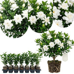 Frostproof Jasmine Live Plant – Sweetly Fragrant White Flower Vine, Fragrant Indoor & Outdoor 4-6” Tall Decorative Plant