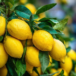 Live Grafted Meyer Lemon Tree Plant, 2 Feet Tall, Fragrant Citrus Tree, Fragrant Yellow Fruit Plant for Indoor or Outdoor Growing