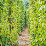 Set of 2 Black Pepper Plants Live, Piper Nigrum Plant, 3 to 6 Inc Tall, Black Pepper Tree Live Plant, Live Pepper Plant Outdoors, Black Pepper Well Rooted, Black Pepper Starter Plant for Growing