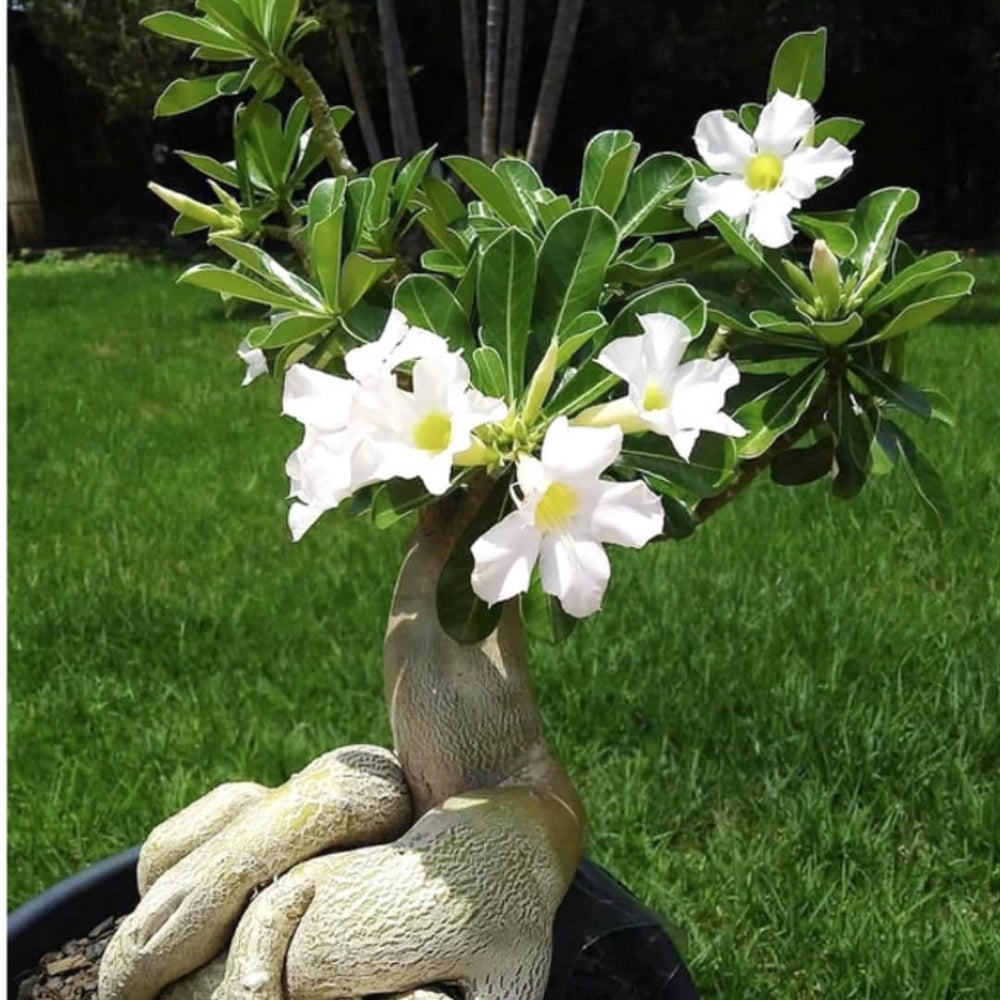 Live Desert Rose Plants, Adenium Desert Rose Bushes, 4-7 Inches Tall for Indoor or Outdoor Planting (White)