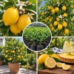 Yellow Lemon Live Tree, Citrus Starter Plant, 3-5 Inches Tall