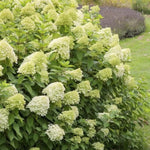 Green Hydrangea Plant Live in 2.5 Inch Pot, Vibrant Flowering Shrub for Garden, Patio Containers and Indoor Growing