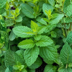 Set of 2 Spearmint Plants Live 4-6 Inches, Perennial Mint Plants, Fragrant Herbs for Growing Outdoor Indoor