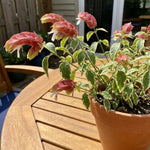2 Variegated Shrimp Plants Live, 4-7 Inc Tall, Vibrant Flower Starter Plant for Garden or Patio
