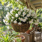 White Easter Cactus Plant Live 4-6 Inches, Vibrant Spring Bloomer for Indoor Decor, Patio Pots, Ready to Grow