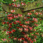 2 Purple Leaf Honeysuckle Plants Live for Planting, Fragrant, Easy to Grow, Perfect for Landscaping, No Pot, Ideal for Trellises Fences, Climbing or Bush, Rooted Cutting 8-12", Dormant No Leaf