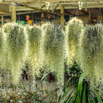 Spanish Moss Air Plant Live Tillandsia Houseplant Indoor Outdoor Planting Clump 10-12 Inch Long