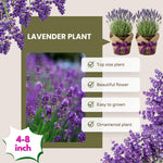 Pack 4 Phenominal Live Lavender Plants for Outside, Blue Purple Lavender Plants No Pot, 5-7" Tall Gardening Indoor Outdoor Spring Planting
