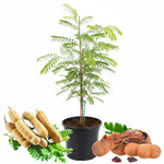 Sour Tamarind Tree Live Plant, 2-3 Feet Tall in 1 Gallon Pot, Tropical Fruit Tree