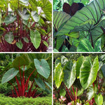 Set 2 Hawaiian Colocasia Elephant Ear Plants Live 4–7 Inches Tall, Tropical Foliage Plants for Outdoor Garden, Large Leaf Plants for Patio, Containers or Landscape