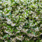 2 Jasmine Plants Live, Fragrant White Jasmine Live Plants, Fast Growing Flower Plants for Outdoor Garden, 5-7'' (Star Jasmine)