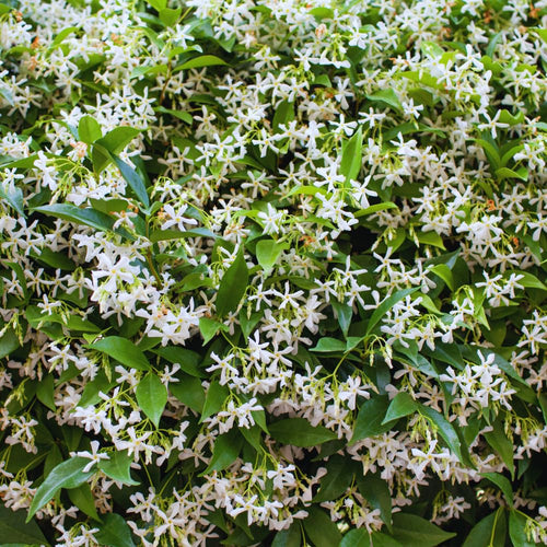 2 Jasmine Plants Live, Fragrant White Jasmine Live Plants, Fast Growing Flower Plants for Outdoor Garden, 5-7'' (Star Jasmine)