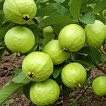 White Guava Tree Live Plant, 6-8 Inches Tall in 4 Inch Pot, Tropical Fruit Tree Well-Rooted Guava Plant
