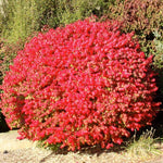 Set of 4 Burning Bush Rooted Cuttings Live, 8-12 Inches Tall Hardy Shrubs for Outdoor Landscaping
