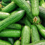 2 Green Cucumber Plants Live, 5 to 9'' Tall, Cucumber Vegetable Garden Plants Fast Growing Outdoor