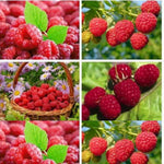 Cold Hardy Raspberry Plants Live for Planting, 6-8 Months Old Raspberry Bushes Live Plant, 5-9" Ready to Plant, Dormant in Winter, Caroline Variety