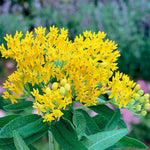 2 Butterfly Milkweed Plants Live, Asclepias Tuberosa Tropical Milkweed Flowers for Butterfly Garden, 4-9" Tall Perennials, No Pot Included (Yellow Milkweed)
