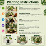 Set 2 Monstera Constellation Plants Live, Live Variegated Monstera Houseplants, Monstera Plant from 5 Inc Tall
