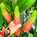 5 Awapuhi Shampoo Ginger Roots, Zingiber Zerumbet Rhizomes for Planting, Tropical Perennial Ginger Plant for Landscaping