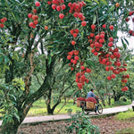 Lychee Fruit Tree Plant, Half Gallon Pot, Lychee Plant Live Sweet Fruit Plant, 10 to 11 Inc Tall