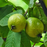 2 Pink Guava Trees Live Plants from 5 to 7'' Tall, Guava Plant Live for Planting Outdoor Indoor, Zone 9 to 11